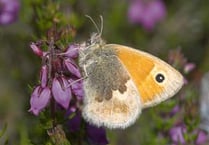Butterfly ‘threat’ to farm plan