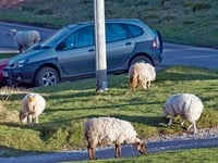 300 complaints about sheep