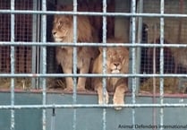 Herefordshire Country Fair cancels controversial Lion circus show