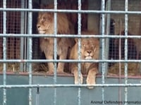 Herefordshire Country Fair cancels controversial Lion circus show