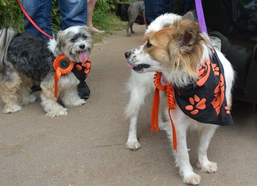 Mad dogs and Englishmen out for a record