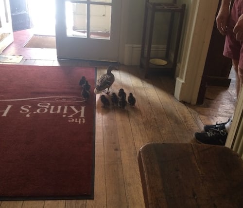 No, these ducks are not on the menu
