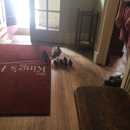 No, these ducks are not on the menu