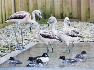 Flamingos flock to Folly Farm