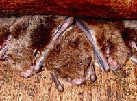 Roadford wildlife workshop