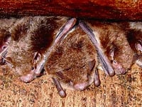 Roadford wildlife workshop