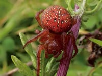 Rare strawberry spider found at Meeth Quarry