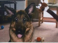 Family offer thanks to those who helped their dog, Nell