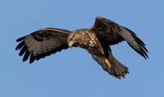 Warning for poultry keepers as buzzards found with Avian Flu
