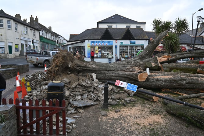 Bude triangle tree fallen in the storm 