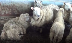 Suspended prison sentence and ten-year ban for sheep farmer 