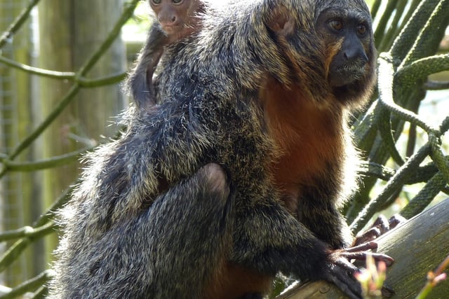 Exmoor Zoo celebrates a successful Saki monkey birth 