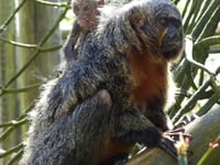 Exmoor Zoo celebrates a successful Saki monkey birth 