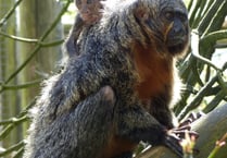 Exmoor Zoo celebrates a successful Saki monkey birth 