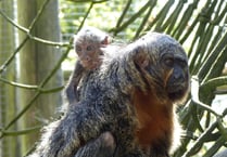 Exmoor Zoo celebrates a successful Saki monkey birth 