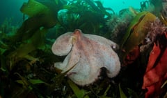 Octopus numbers boom in Cornwall