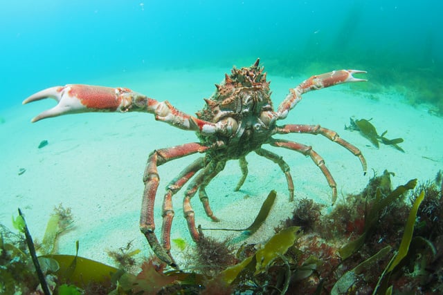 Increase in spider crab gatherings along Cornwall’s coast this summer