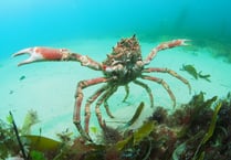 Increase in spider crab gatherings along Cornwall’s coast this summer