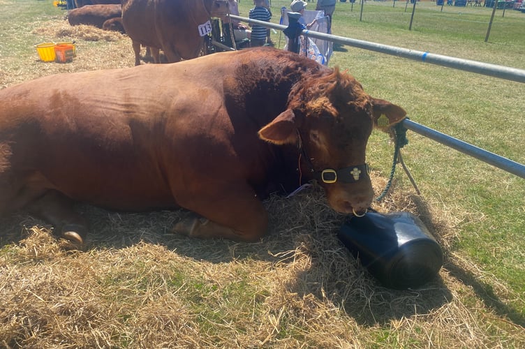 A bull showing at the Camelford Show