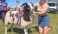 Successful sheep at Camelford Show