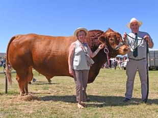 Treguddick Ephraim II brings home the win at Camelford Show 