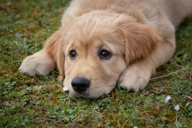 Torridge pet owners can get microchips checked for free