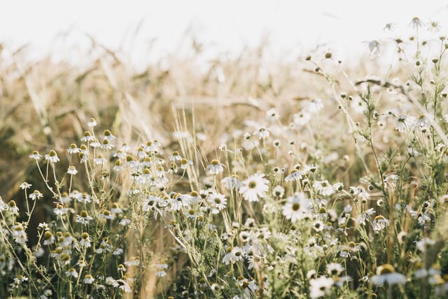 Clifftops across Cornwall to be transformed into wildflower meadows,
