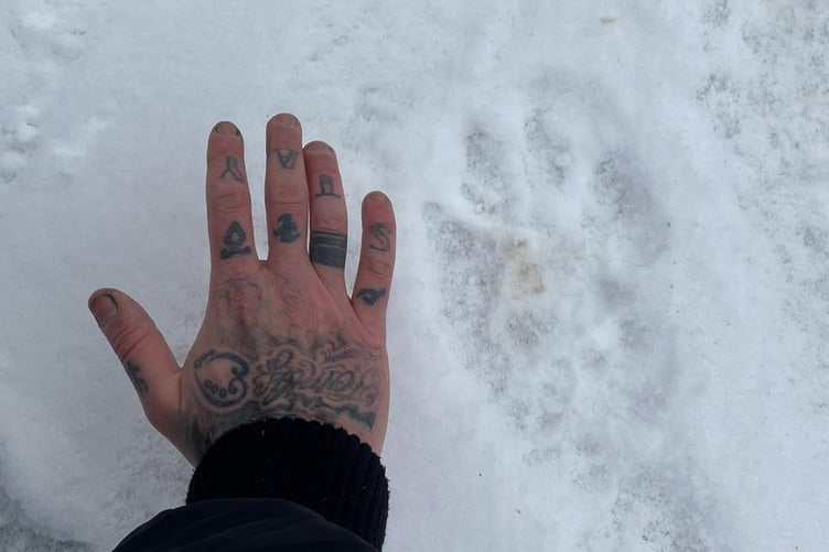 Jay Jones of Camelford discovered this large paw print whilst walking in Wilsey Woods, Hallworthy