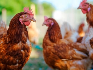 DEFRA issue urgent bird flu warning as ban on 'gatherings' announced