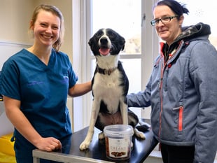 Vet’s warning to keep Christmas treats away from pets after dog suffers chocolate poisoning
