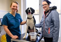Vet’s warning to keep Christmas treats away from pets after dog suffers chocolate poisoning
