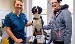 Vet’s warning after dog brought in with chocolate poisoning