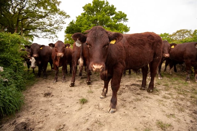 Suspended sentence for Devon farmer who illegally grazed cattle