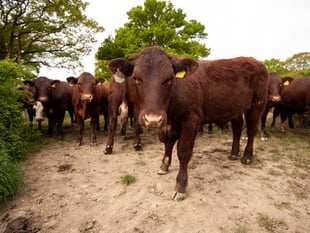 Suspended sentence for Devon farmer who illegally grazed cattle