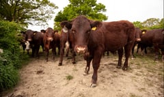 Suspended sentence for Devon farmer who illegally grazed cattle