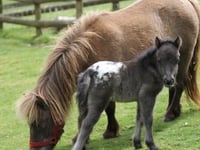 Dartmoor's Miniature Pony Centre closes
