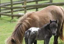 Dartmoor's Miniature Pony Centre closes after turbulent years of trading
