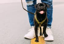 Volunteers needed for dog walking support