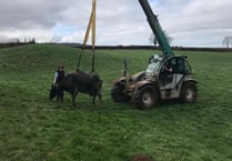 Cows 'mooved' to safety after falling in slurry pit 