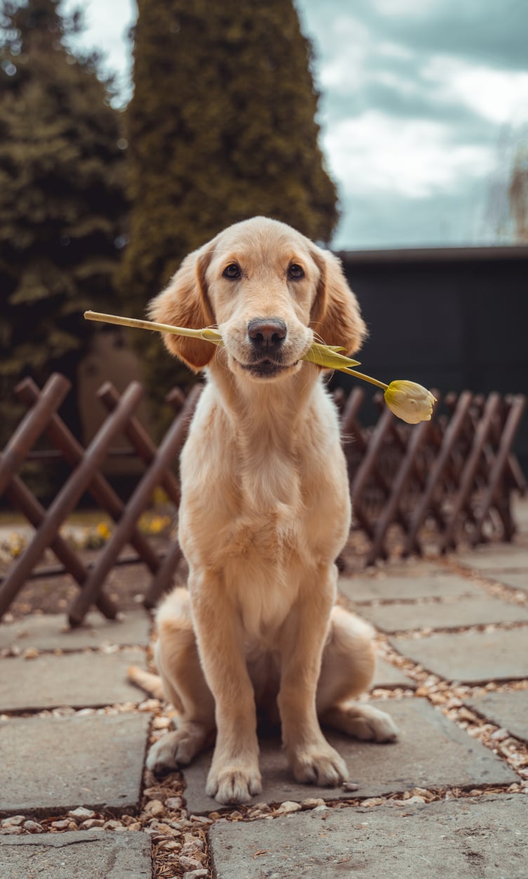 New research reveals rex rules over romance