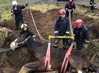 Fire and rescue services called to animal rescue 