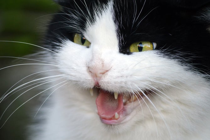 File image of an aggressive cat