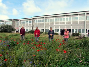 Wildflowers planted as part of Camelford greening project