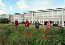 Wildflowers planted as part of Camelford greening project