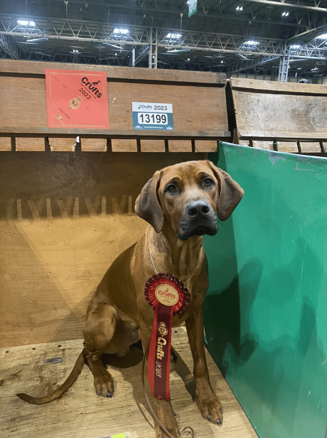 Murphy at Crufts with his very first rosette