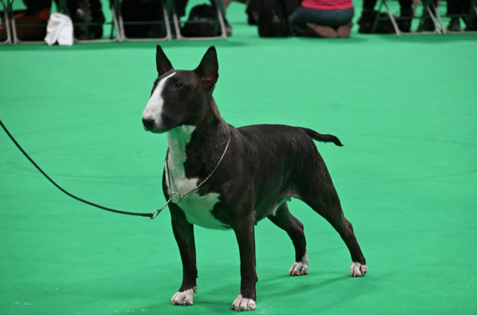 Betty (Razoredge Are You Ready) took home first place in the ‘Limit Bitch’ at this year’s Crufts
