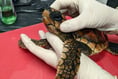 Trio of stranded juvenile loggerhead turtles saved