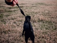 Dogs must be kept on leads on lakeside walks says Trust