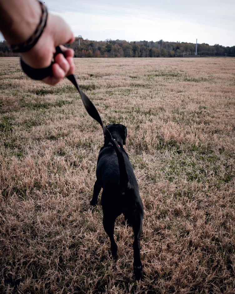 Dog on lead
