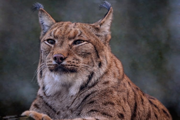 Lynx stock image
